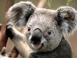 koala choubidou