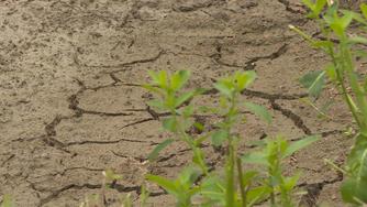 Indemnisation des exploitations agricoles affectées par la sécheresse d’août 2021 à mai 2022