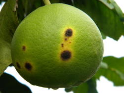 Alerte : les agrumes de Martinique menacés par le chancre citrique 